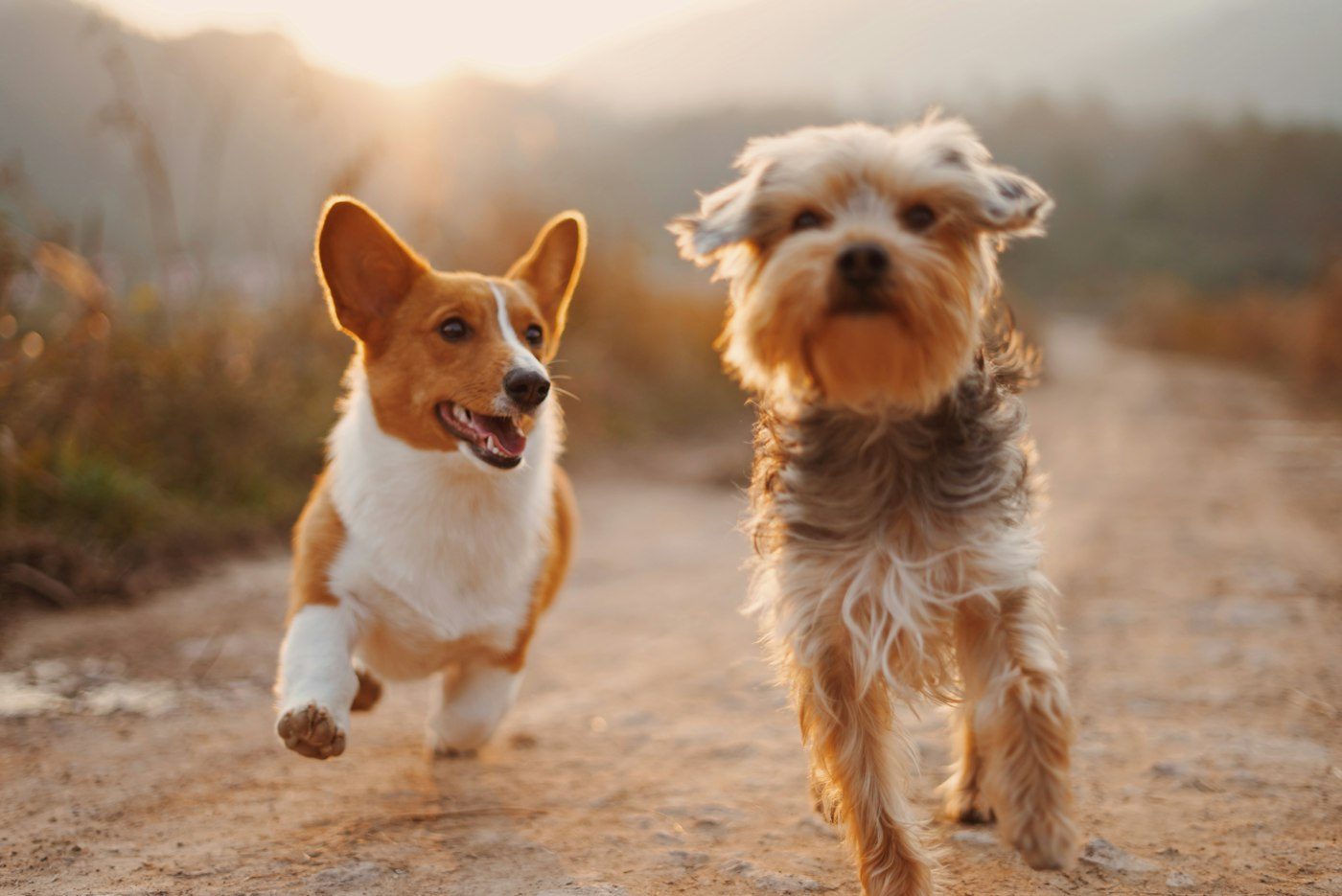 Dog adventure photograph illustrating playtime