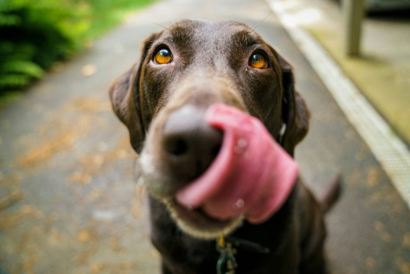 A Labrador looking towards the camera