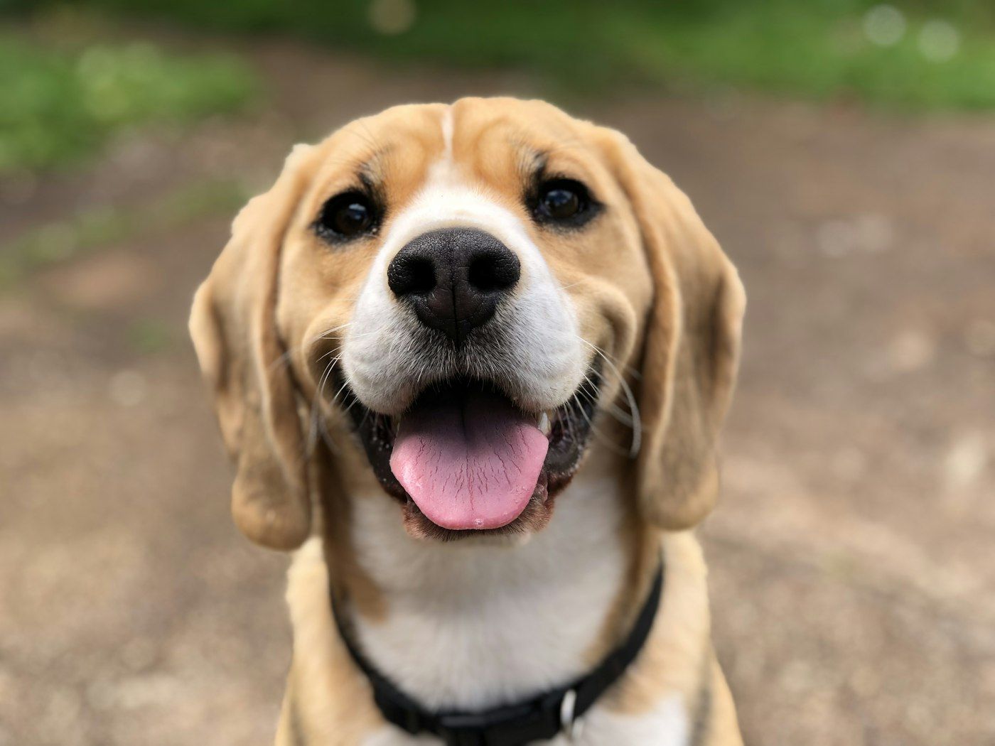 Dog adventure photograph illustrating leads